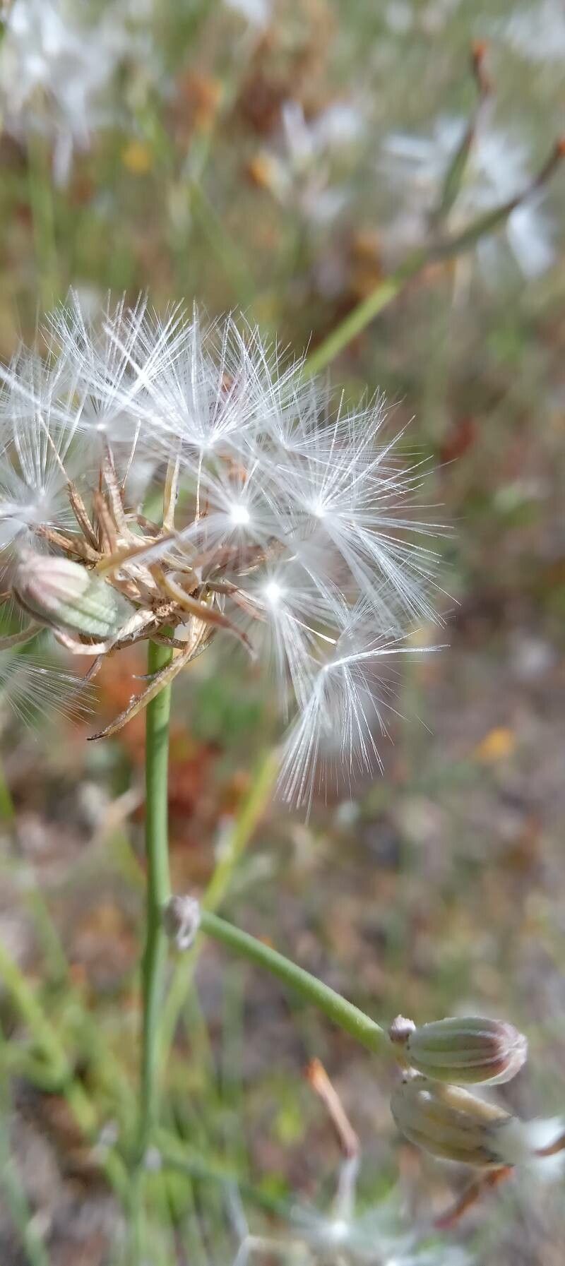 Chondrilla juncea fruit