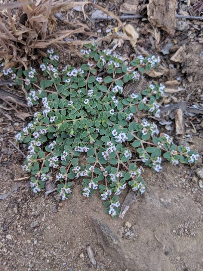 Euphorbia albomarginata flower