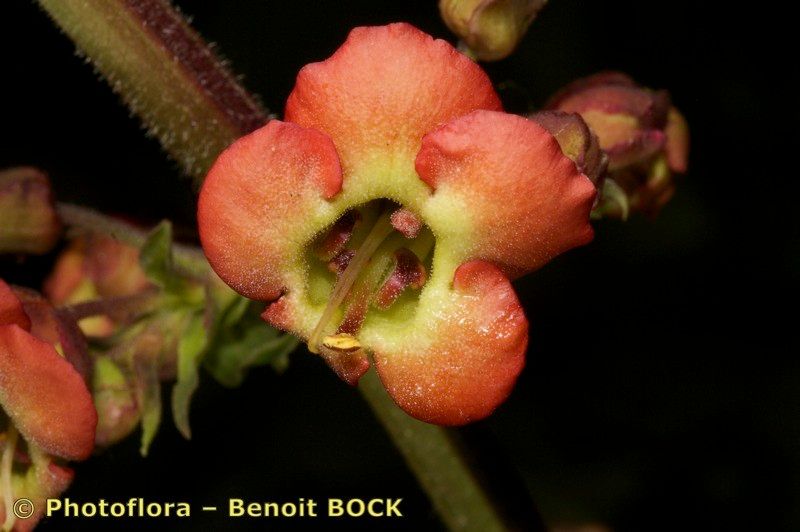 Scrophularia calliantha fruit