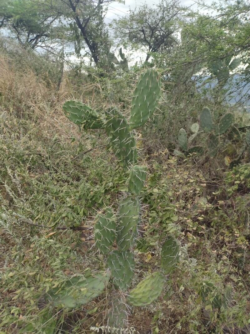 Opuntia elatior leaf