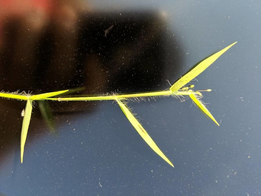 Dichanthelium oligosanthes leaf