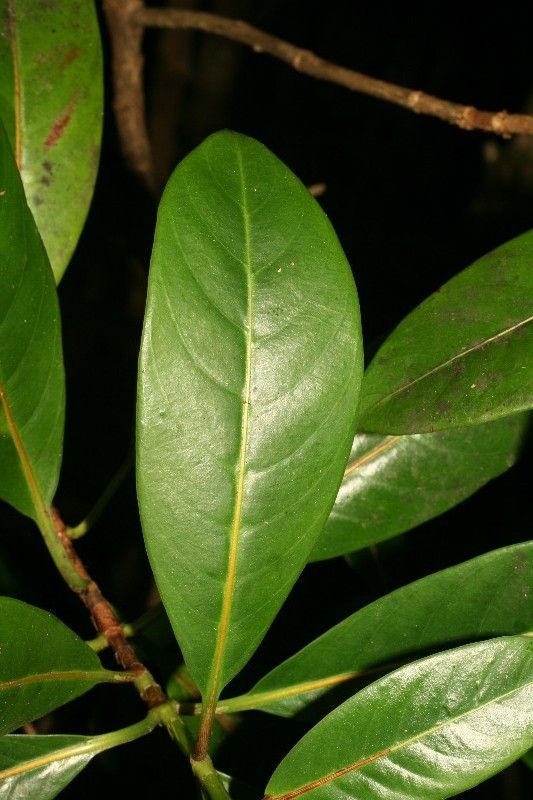 Gaertnera vaginata leaf