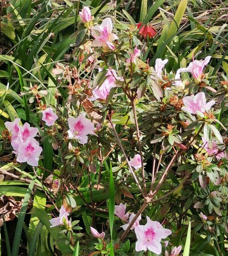 Rhododendron mucronatum flower
