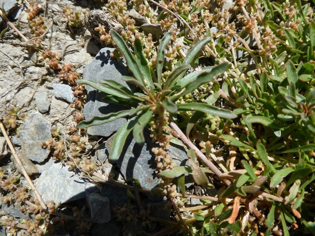 Sesamoides prostrata — related species from the same genus