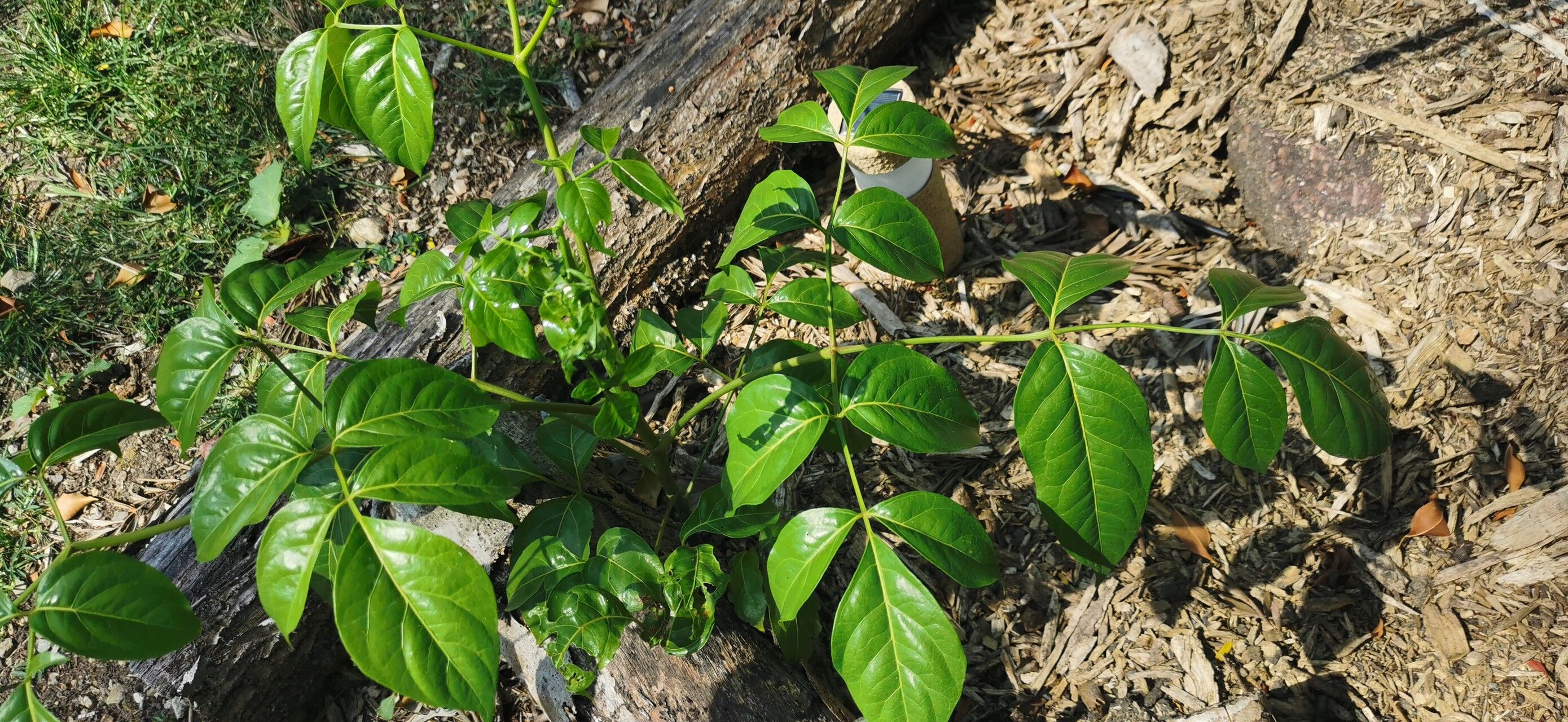 Polyscias elegans leaf
