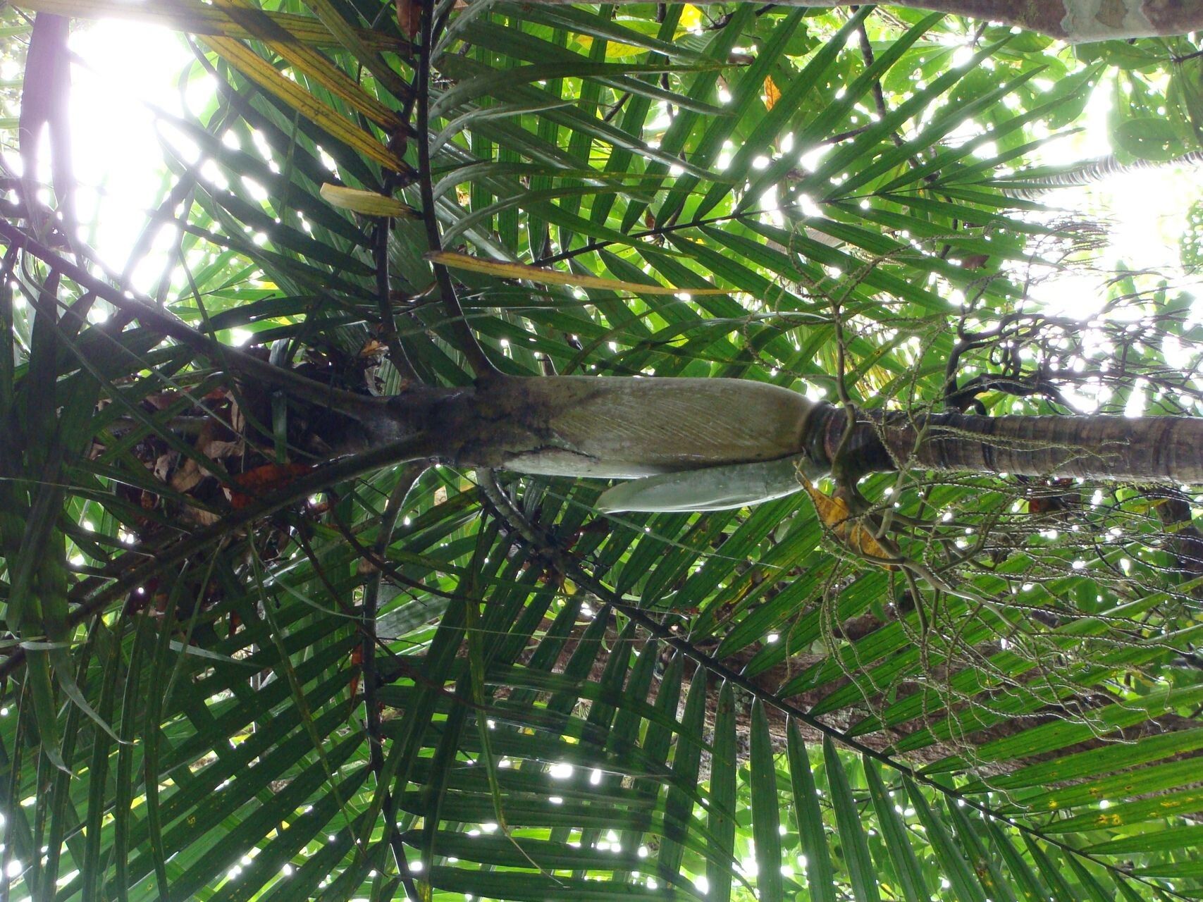 Cyphokentia macrostachya habit