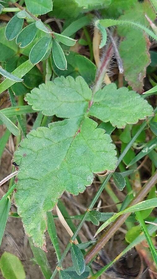 Erodium gruinum — search result for 'Erodium'