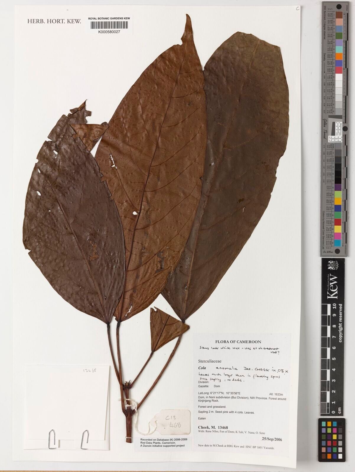 Cola anomala — related species from the same genus
