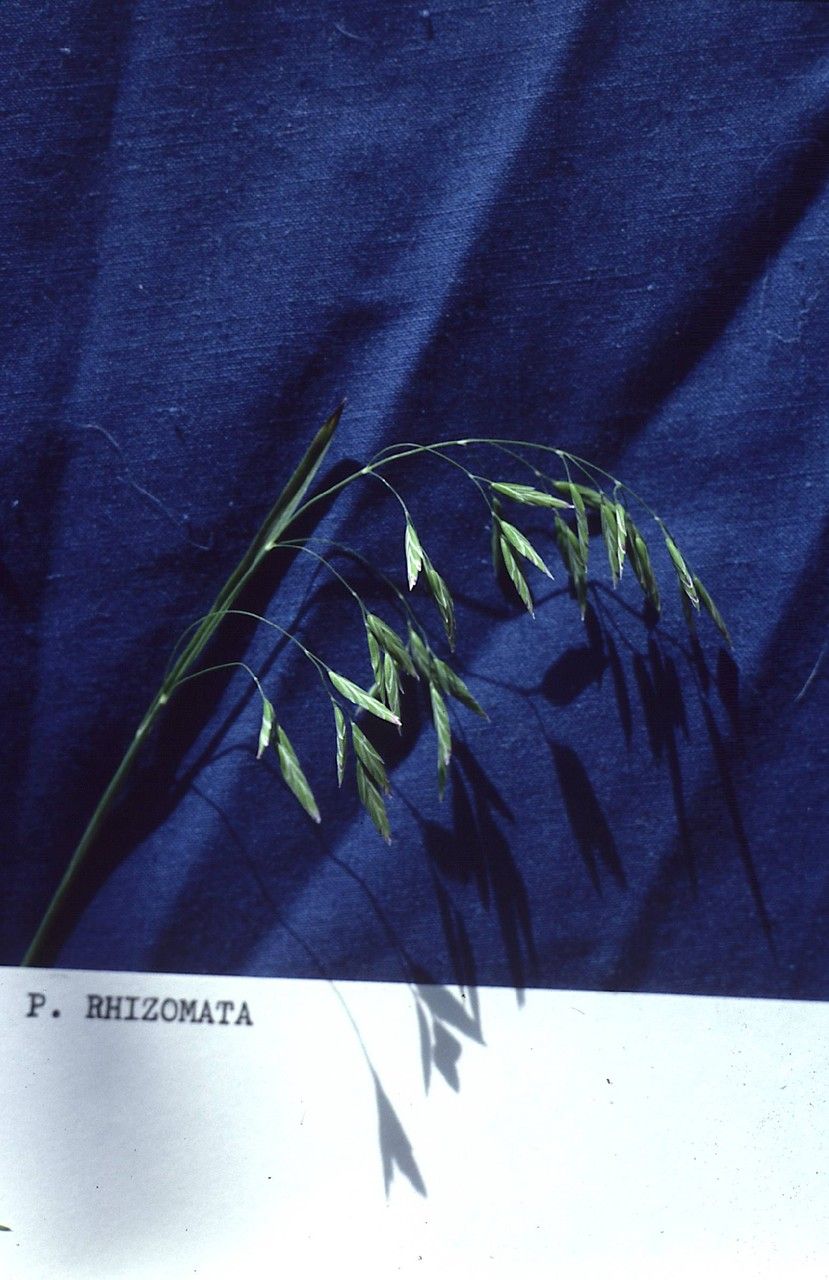 Poa rhizomata — search result for 'Poa'