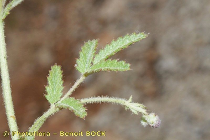 Sanguisorba hybrida leaf