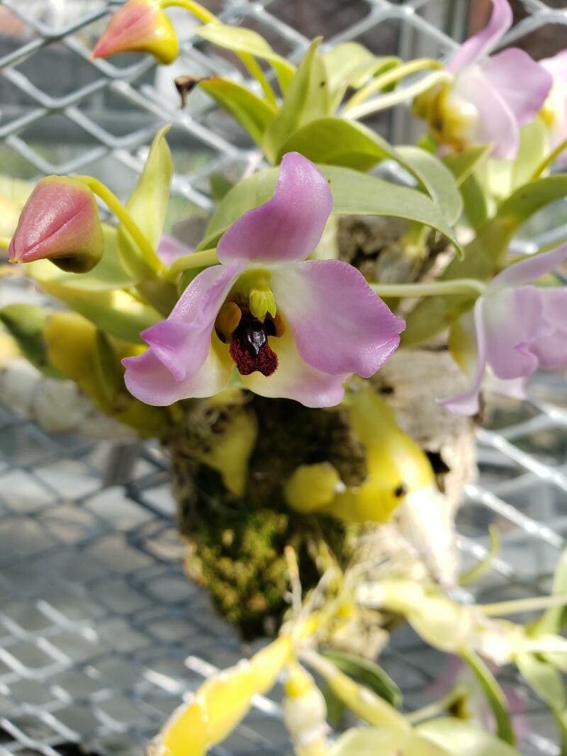 Dendrobium trantuanii flower