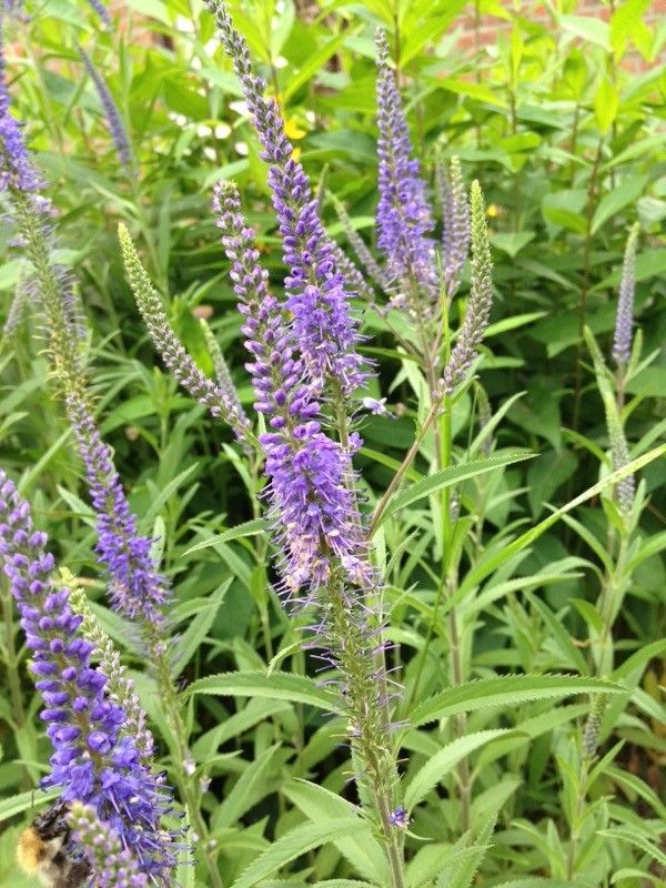 Veronica paniculata — search result for 'Veronica'