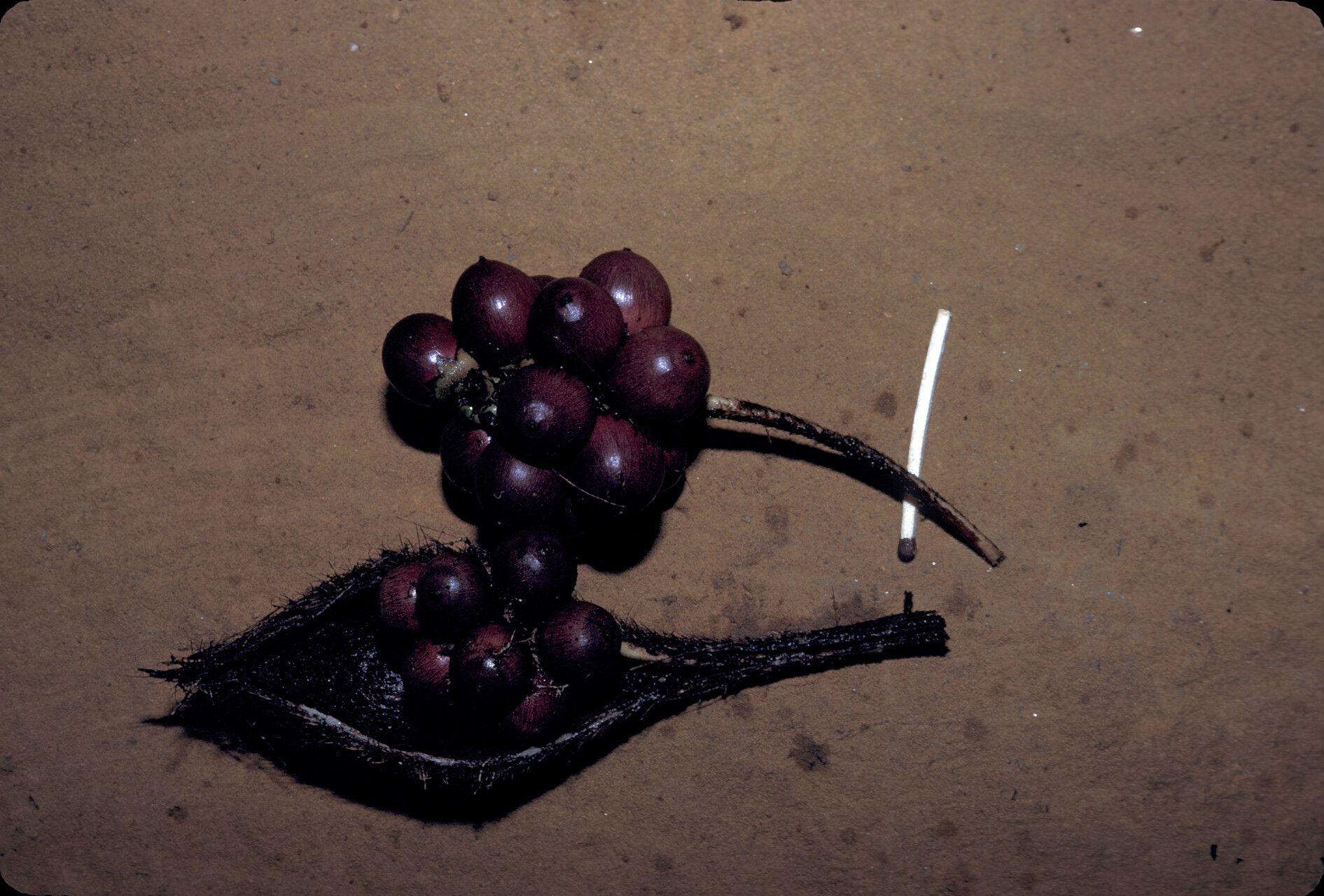 Bactris gastoniana fruit