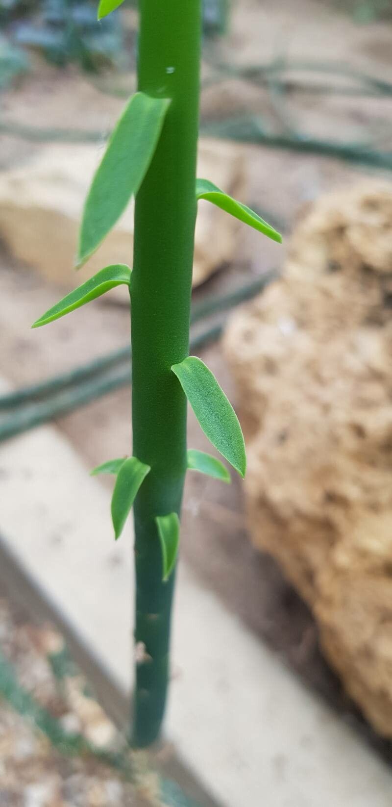 Euphorbia schimperi — houseplant care guide