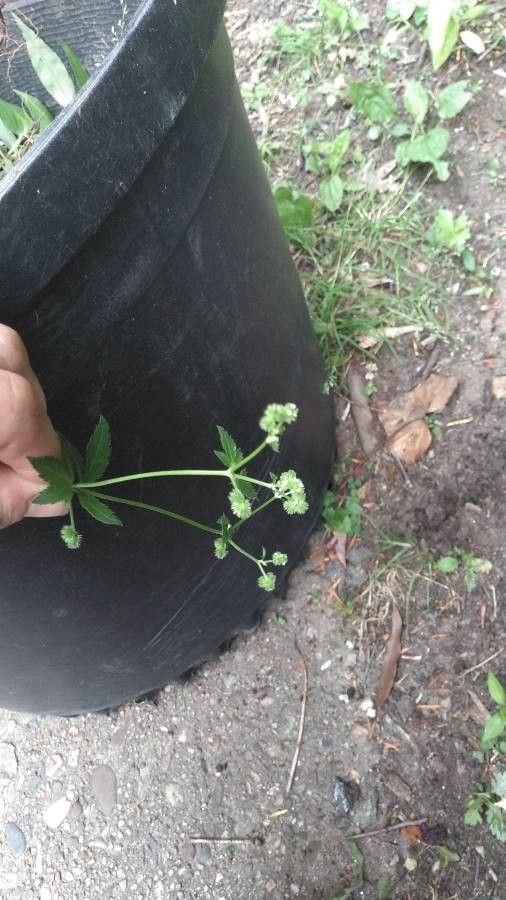 Sanicula marilandica fruit