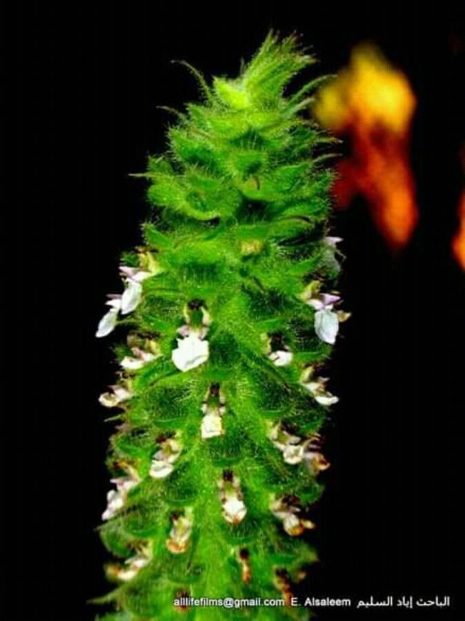 Teucrium lamiifolium flower