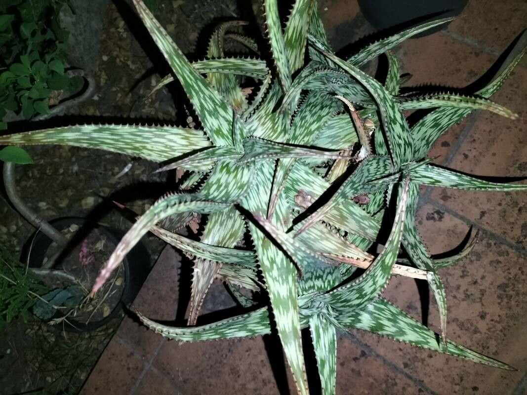 Aloe somaliensis — search result for 'Djibouti'