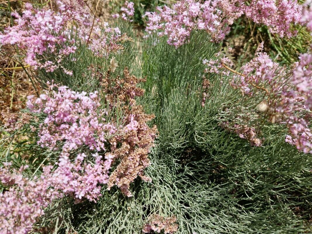 Limonium caesium other