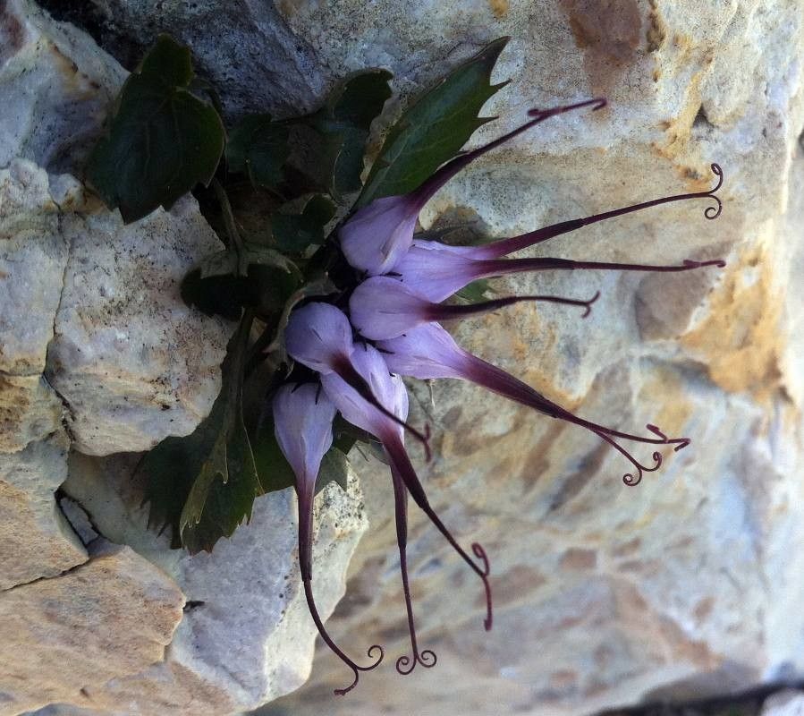 Physoplexis comosa flower