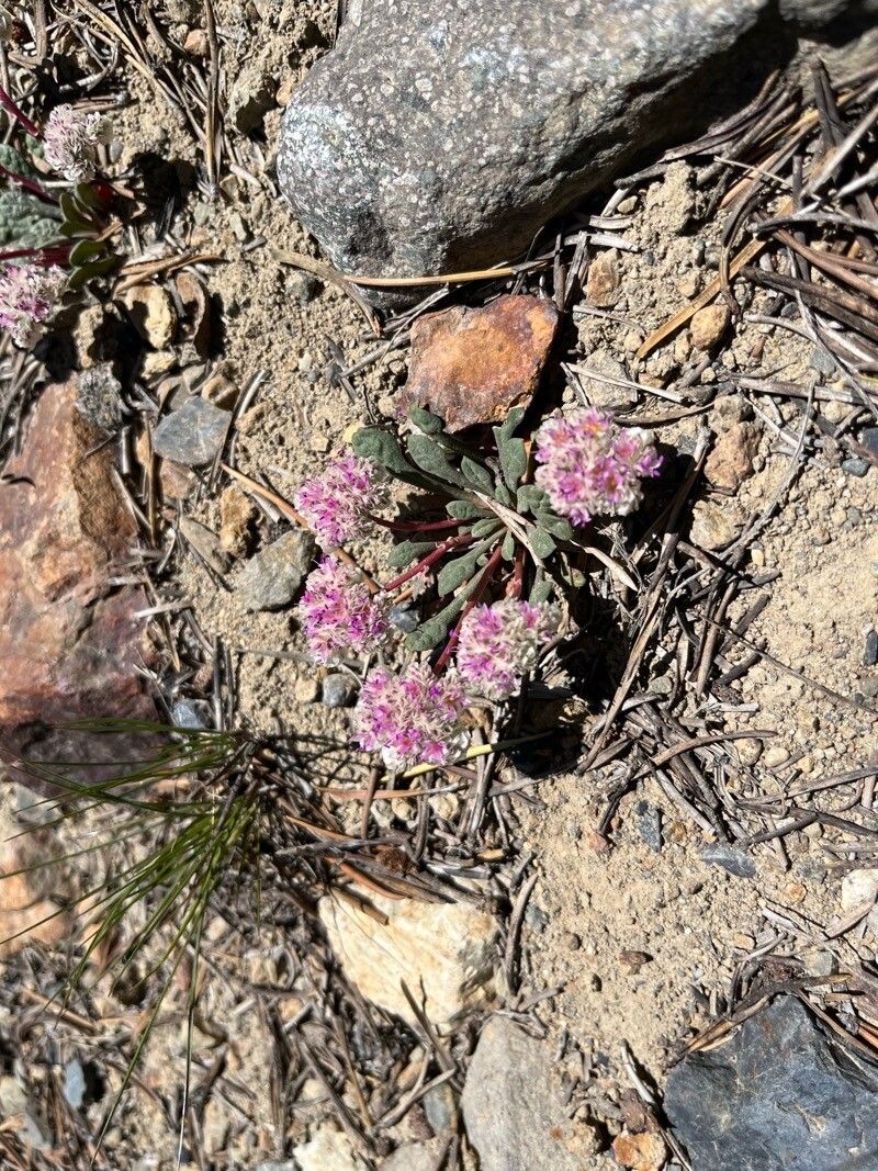 Cistanthe umbellata flower