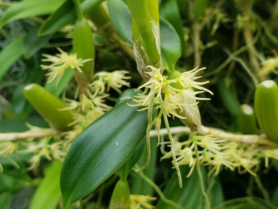 Bulbophyllum longerepens flower