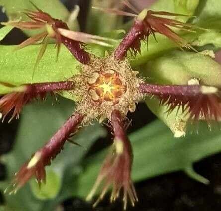 Caralluma subulata — houseplant care guide