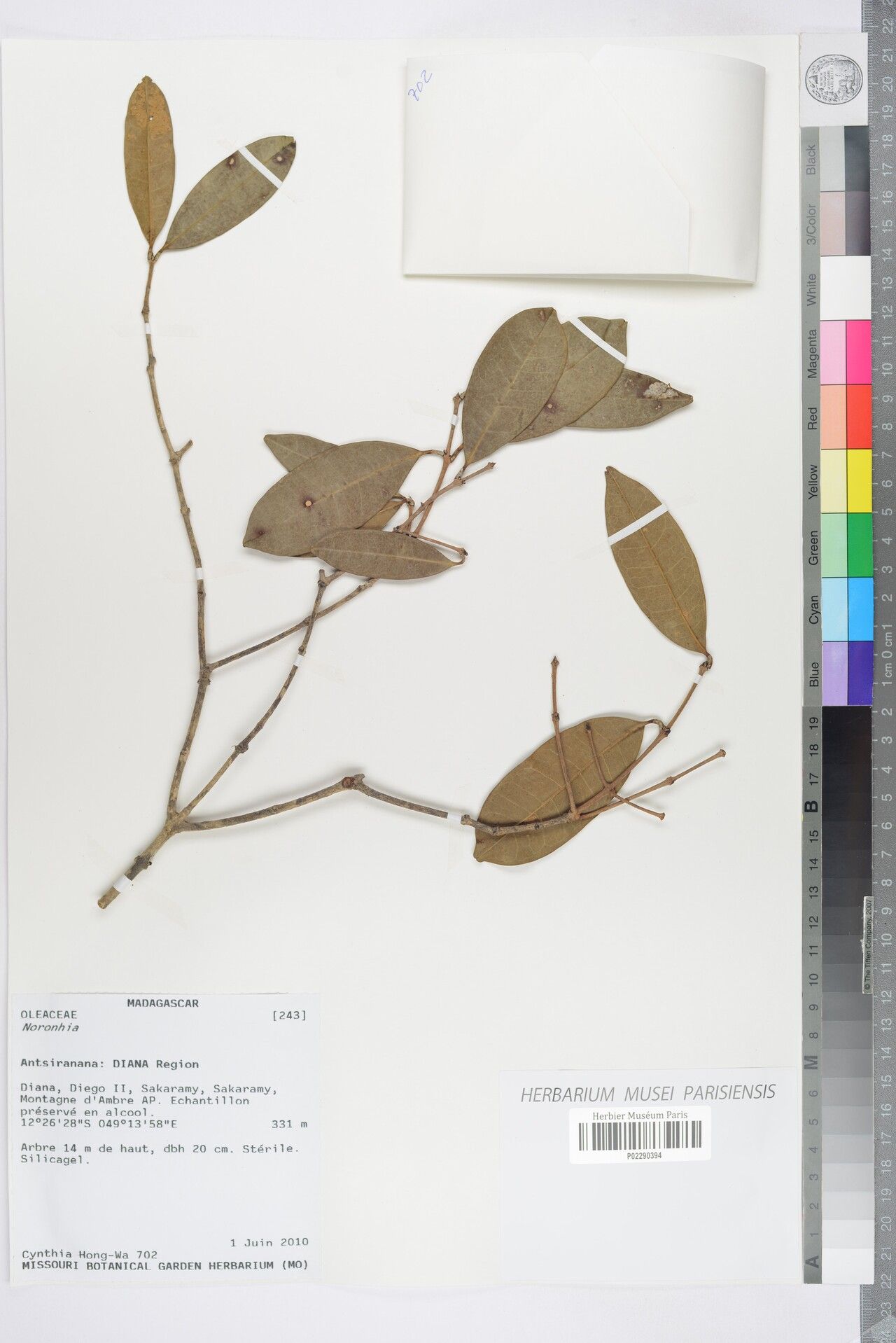 Noronhia aminae — related species from the same genus