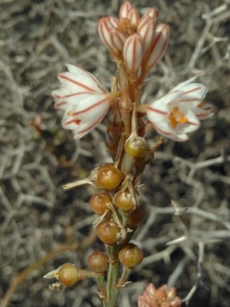 Asphodelus ayardii fruit