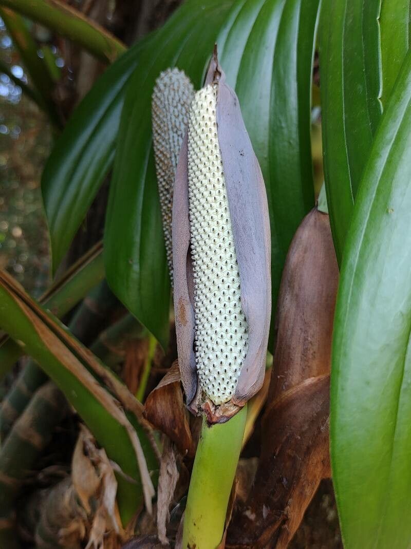 Rhaphidophora decursiva fruit