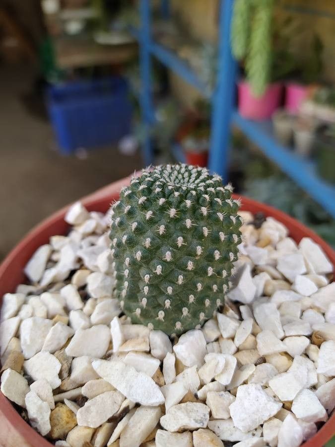 Sulcorebutia arenacea bark