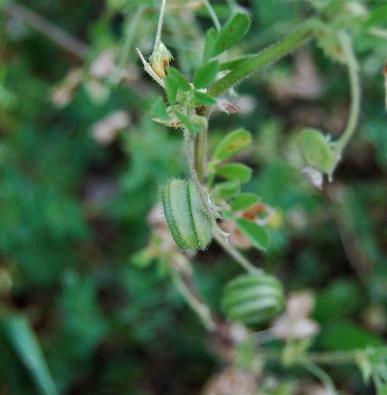 Medicago scutellata fruit