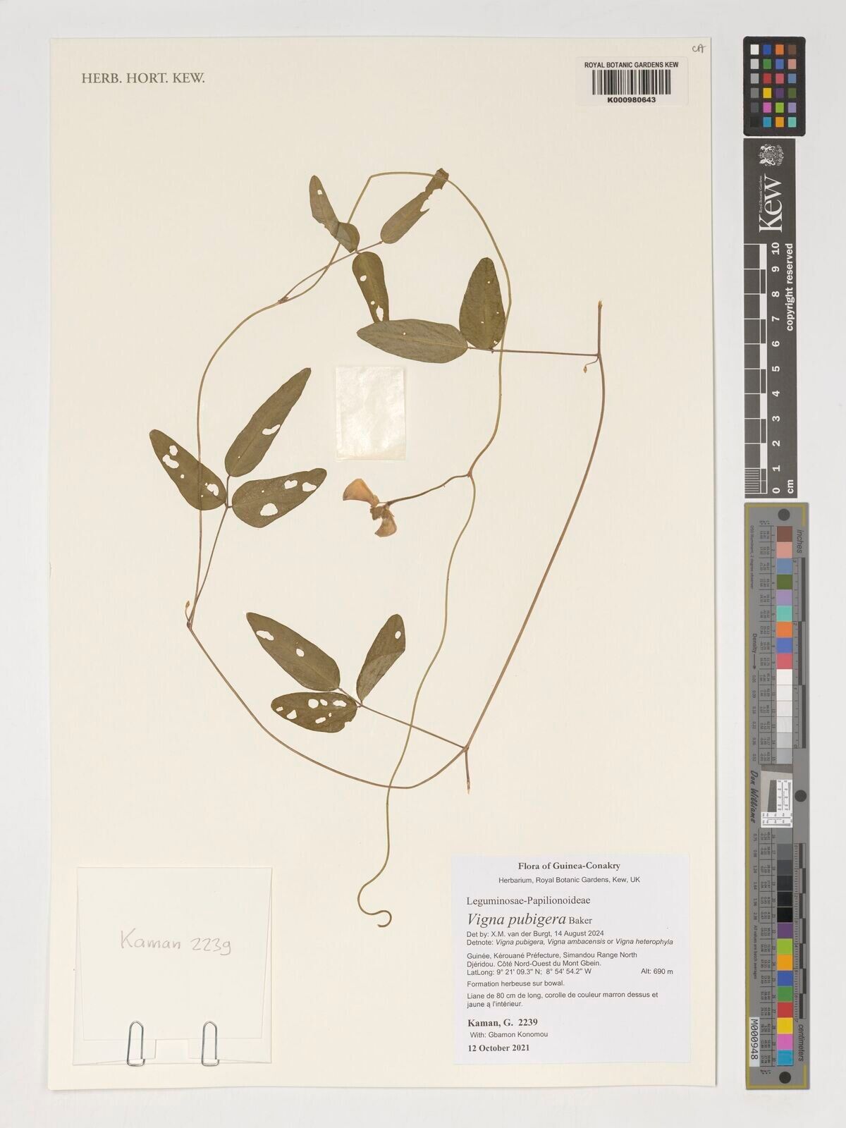 Vigna pubigera — search result for 'Vigna'