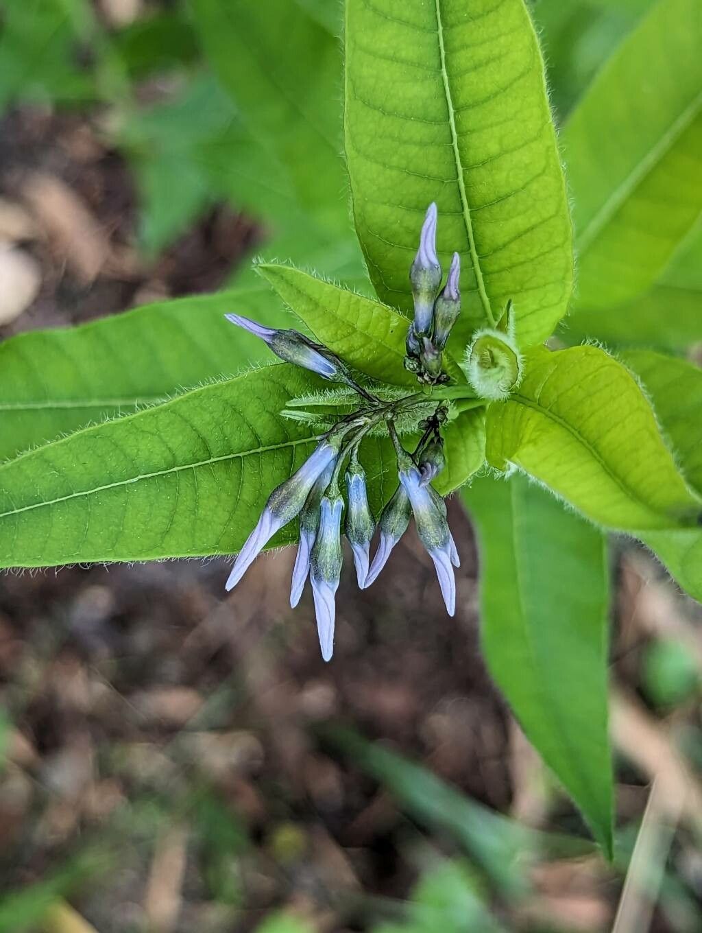 Amsonia elliptica flower