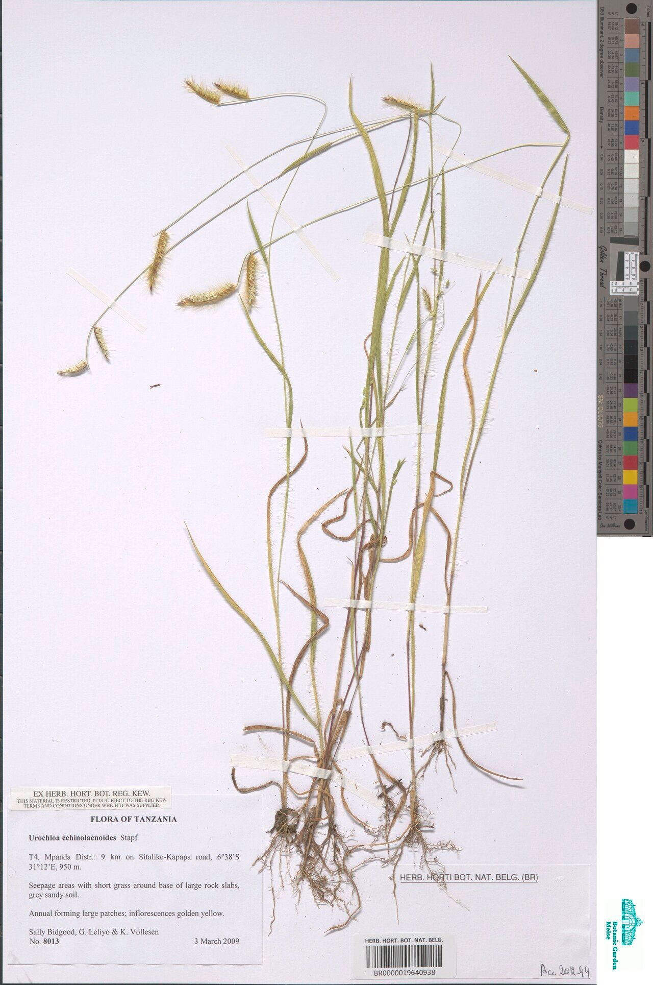 Urochloa echinolaenoides — houseplant care guide