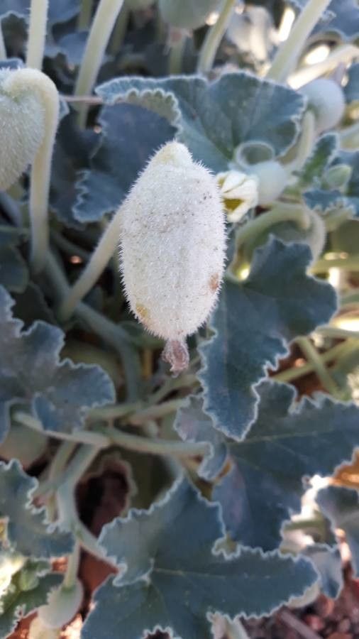 Ecballium elaterium fruit