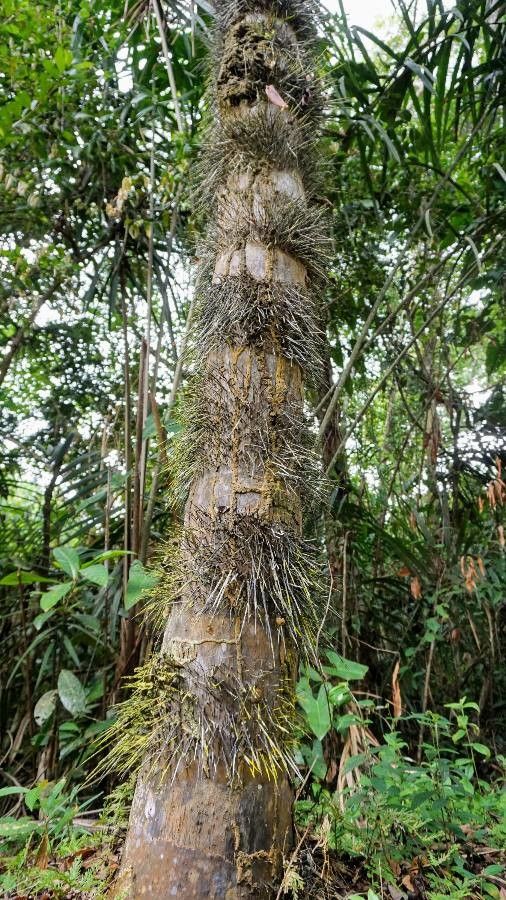 Astrocaryum vulgare — houseplant care guide