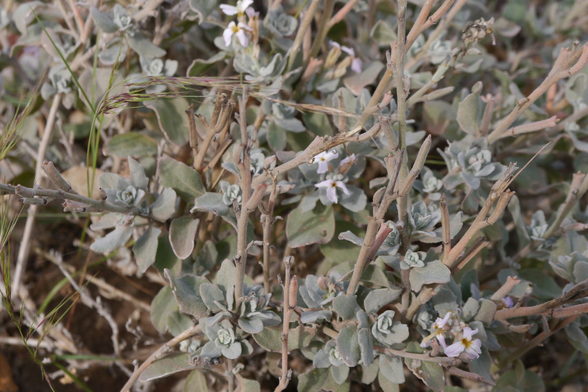 Matthiola erlangeriana