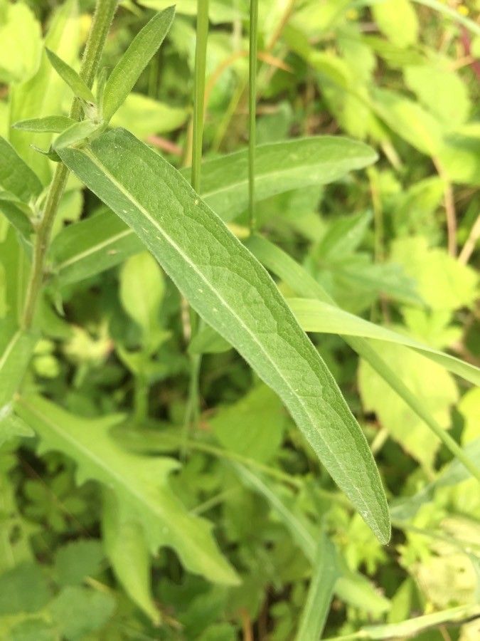 Vernonia arkansana leaf