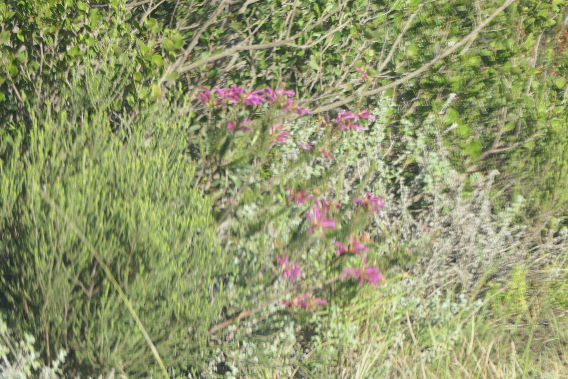 Erica abietina habit