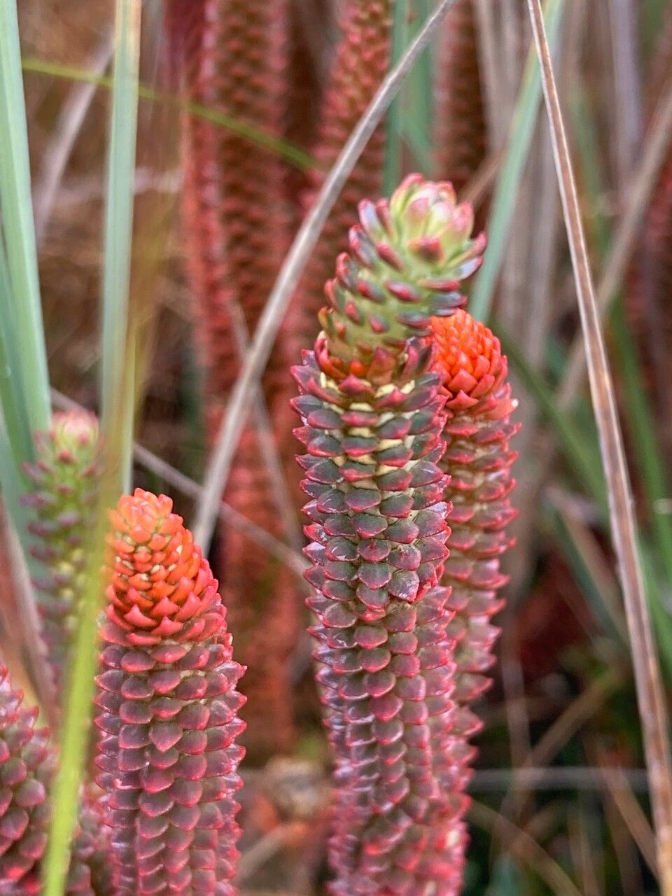 Huperzia brevifolia flower