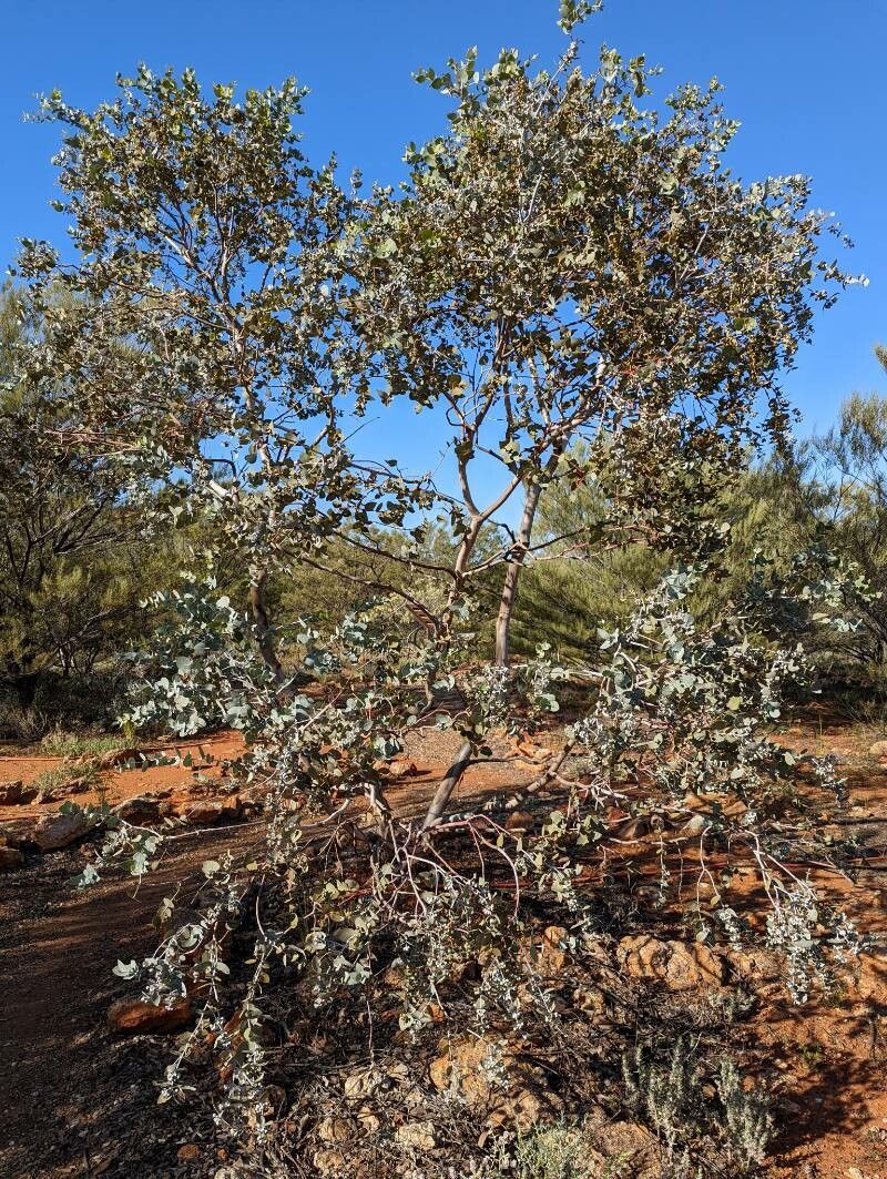 Eucalyptus gillii habit