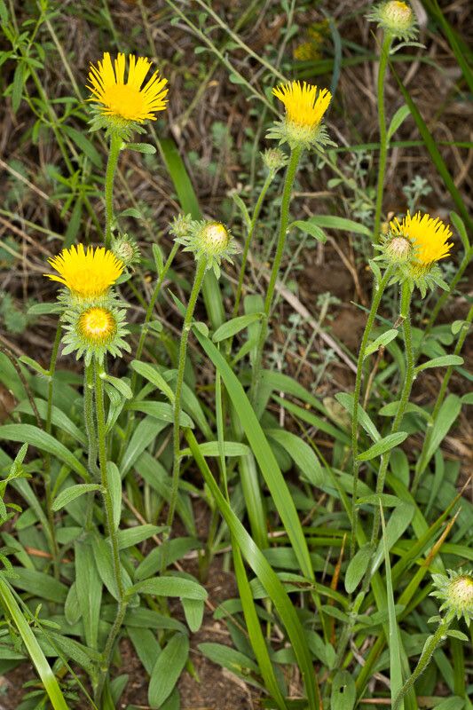 Pentanema montanum leaf