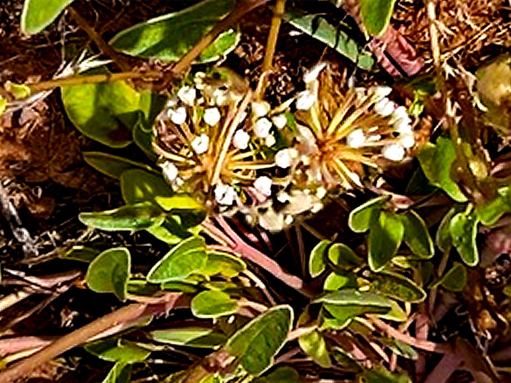 Abronia elliptica — related species from the same genus