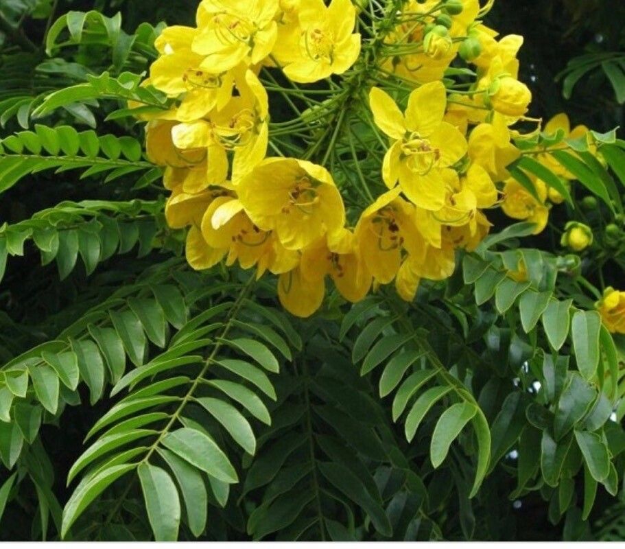 Cassia leptophylla flower