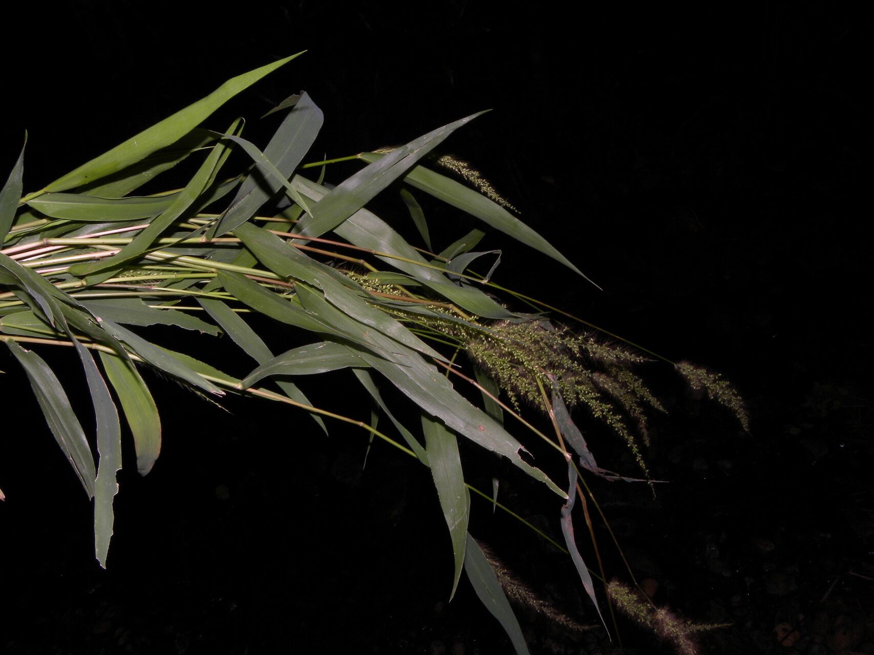 Setaria liebmannii habit
