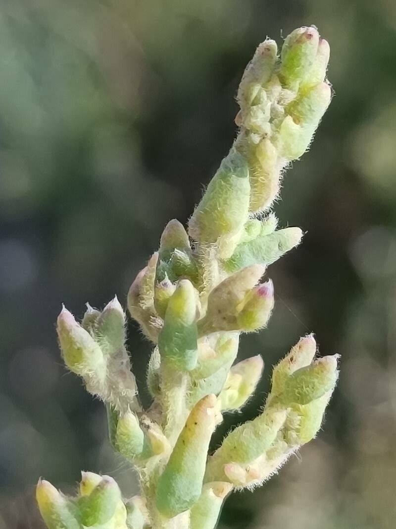 Spirobassia hirsuta leaf