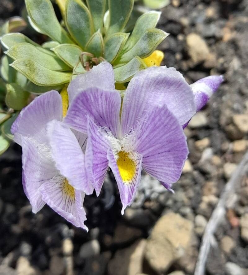 Viola cotyledon flower