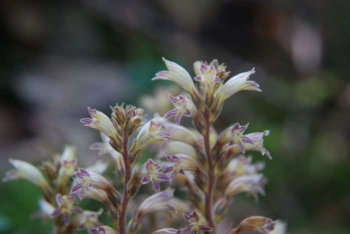 Orobanche pinorum habit