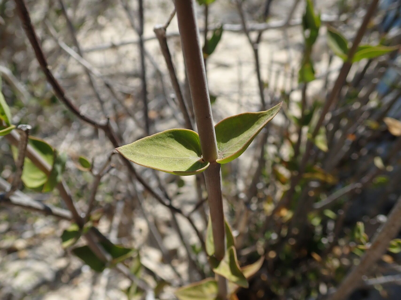 Ecbolium fimbriatum — related species from the same genus