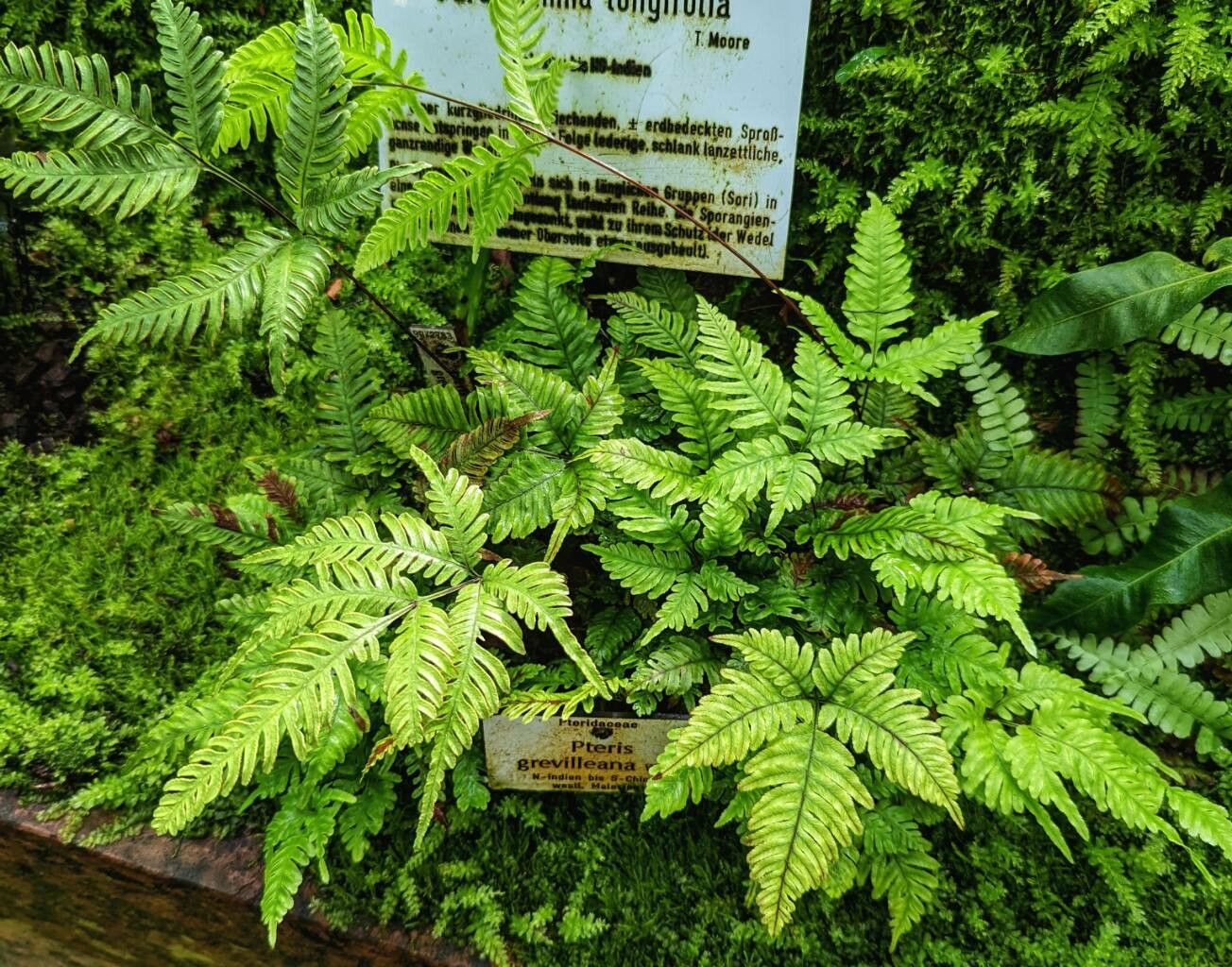 Pteris grevilleana habit